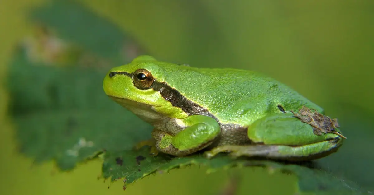 Perché le rane hanno colori così vivaci e brillanti?