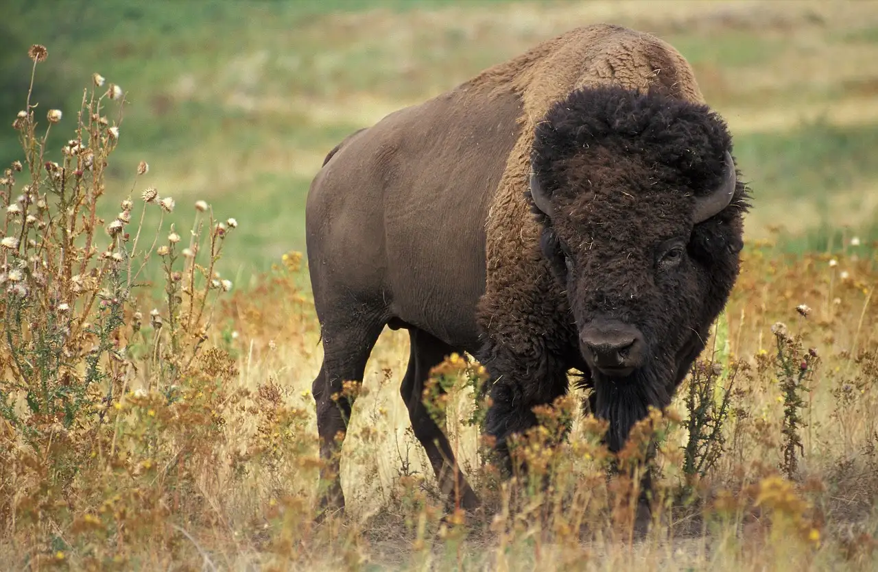 Qual è la storia affascinante del bisonte bianco?
