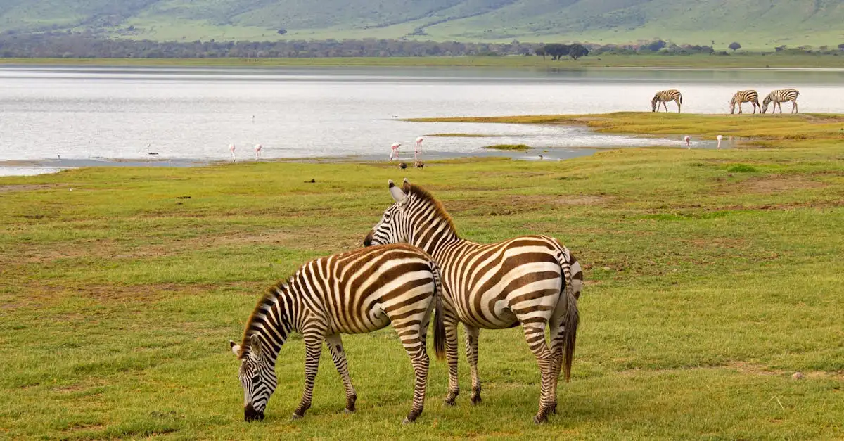 Quali animali abitano il Lago Chilwa in Malawi?