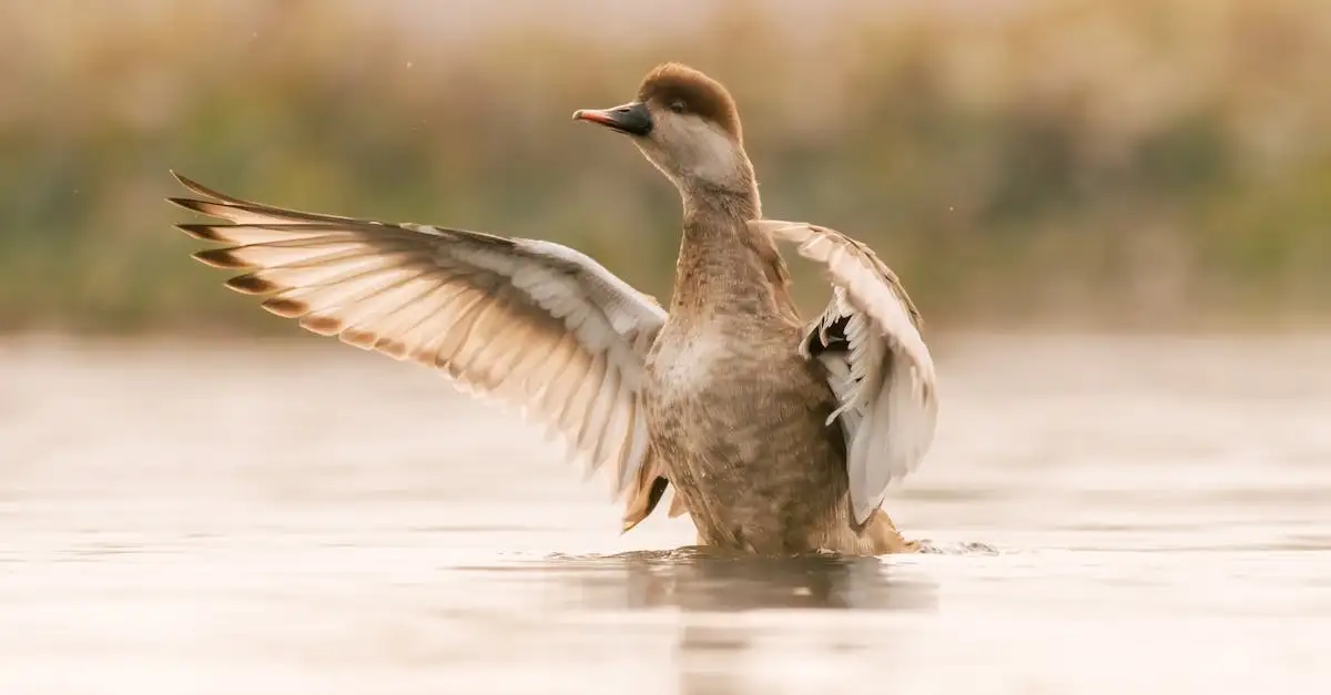 Quali animali abitano il Lago Chilwa in Malawi?