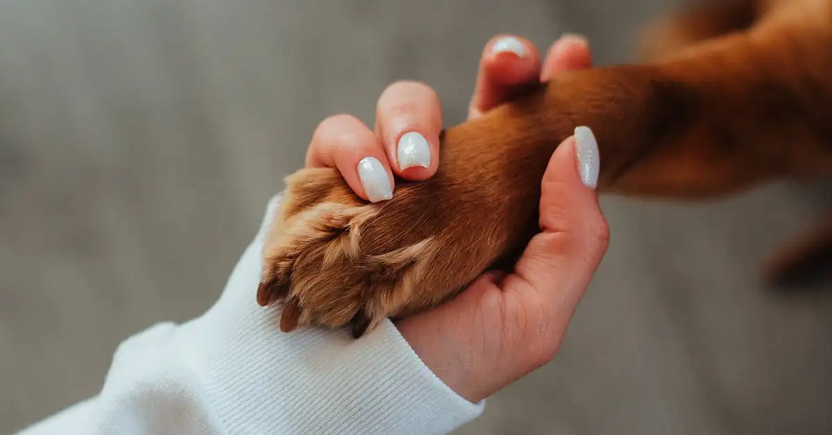 Quali fossili rivelano il legame tra cani e umani?