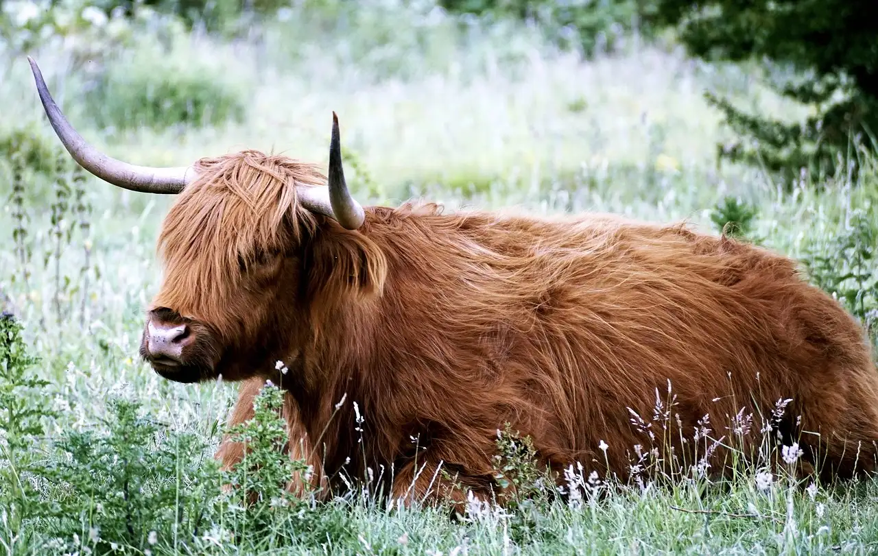 Quali sono le meraviglie da scoprire nelle Highlands scozzesi?