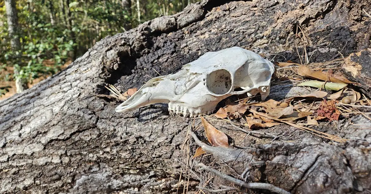 Quando vissero i Neanderthaliani? Scoprilo qui!