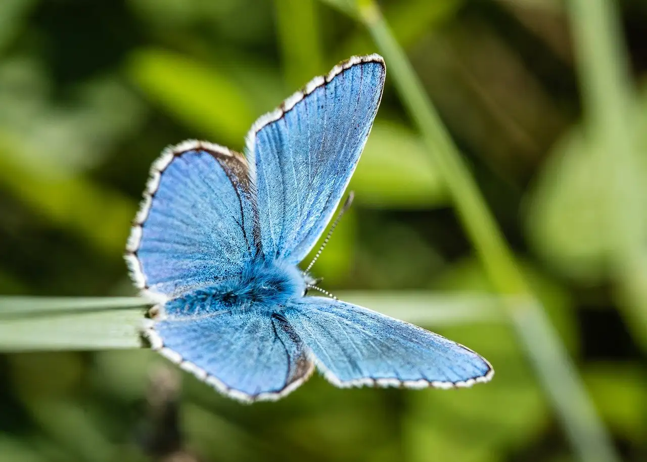 Quanto dura la ripresa della biodiversità post-estinzione?