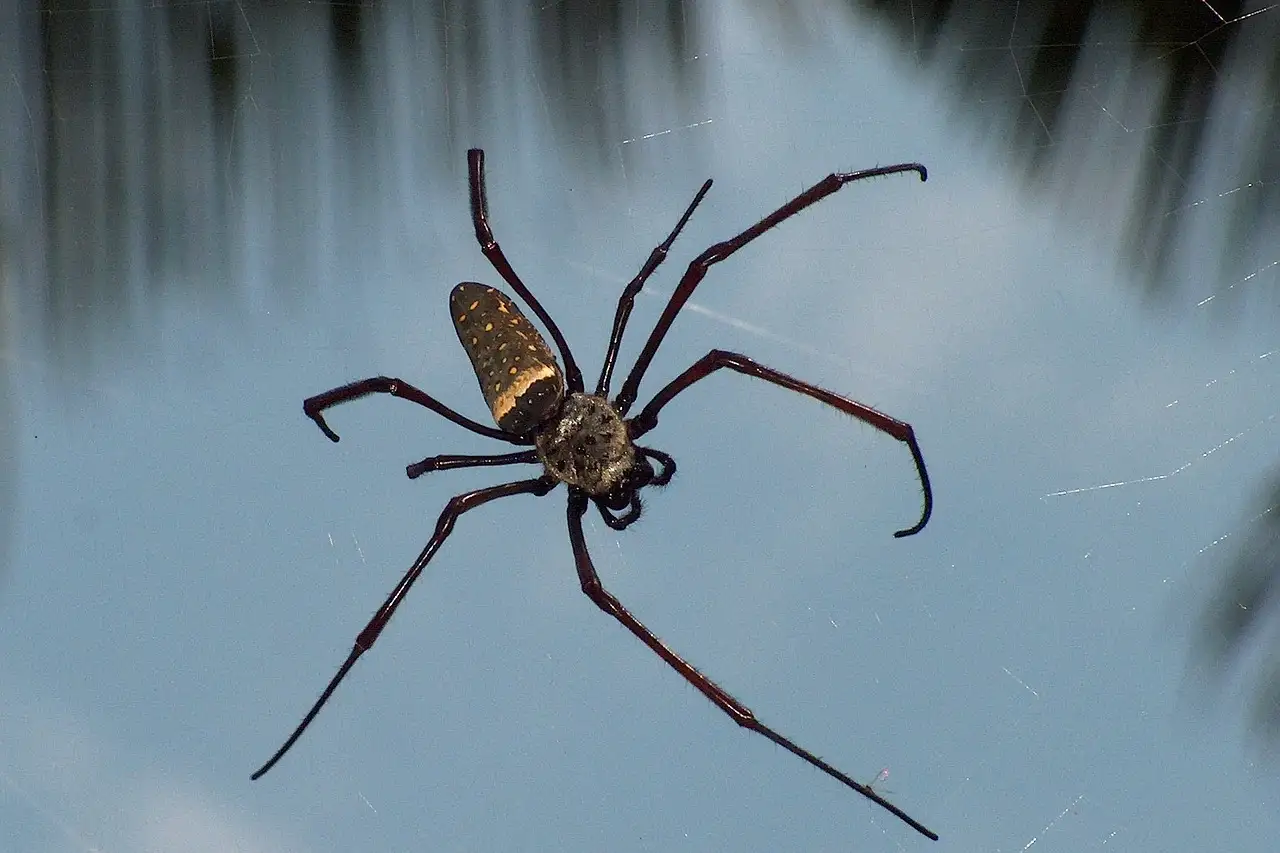 Chi era Arachne e quale destino le riservò la mitologia?