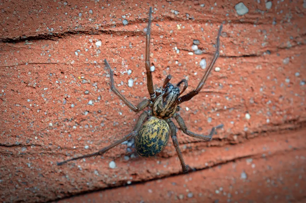 Chi era Arachne e quale destino le riservò la mitologia?