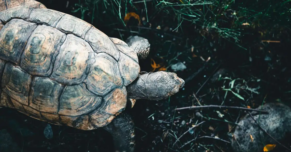 Come adatta il guscio la tartaruga delle Galápagos?