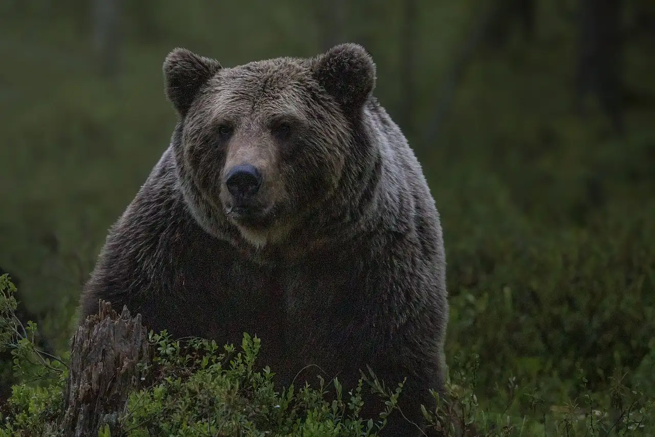 Come difendono i coralli se stessi dai predatori?