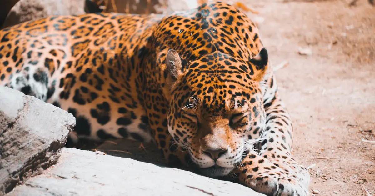 Come influenzano le foreste pluviali la biodiversità animale?
