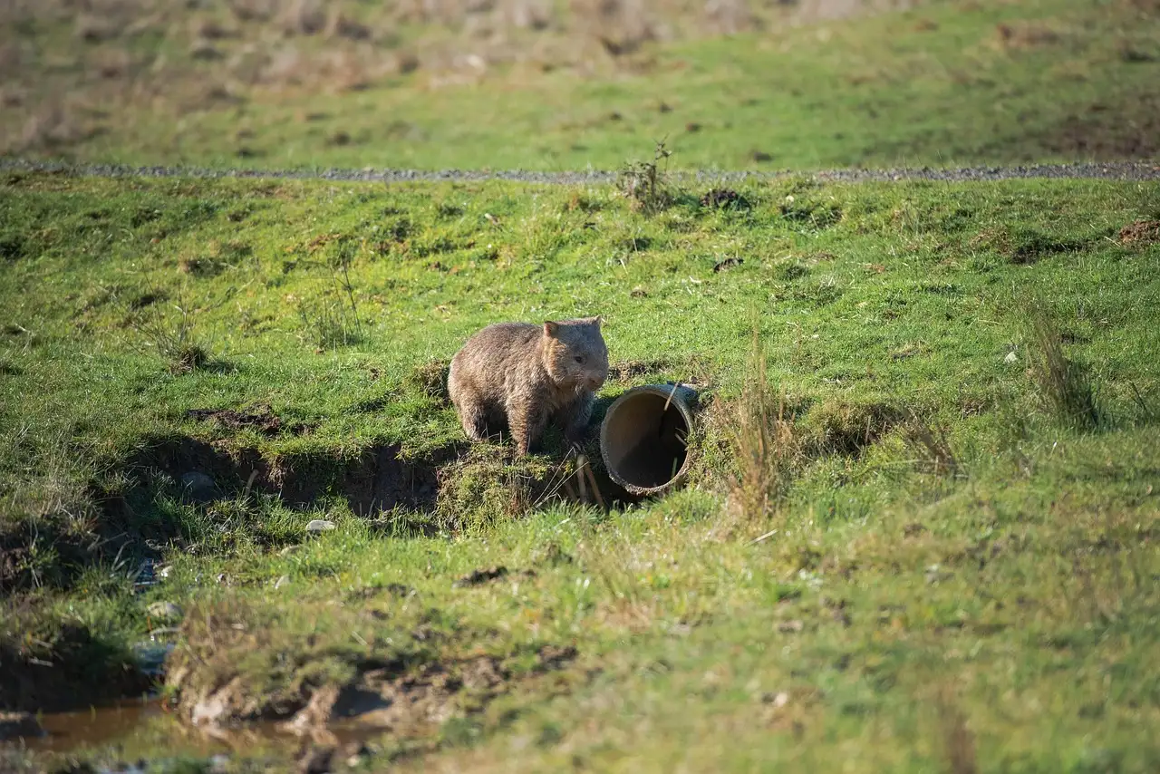 Come sopravvivono i wombat nei climi aridi?