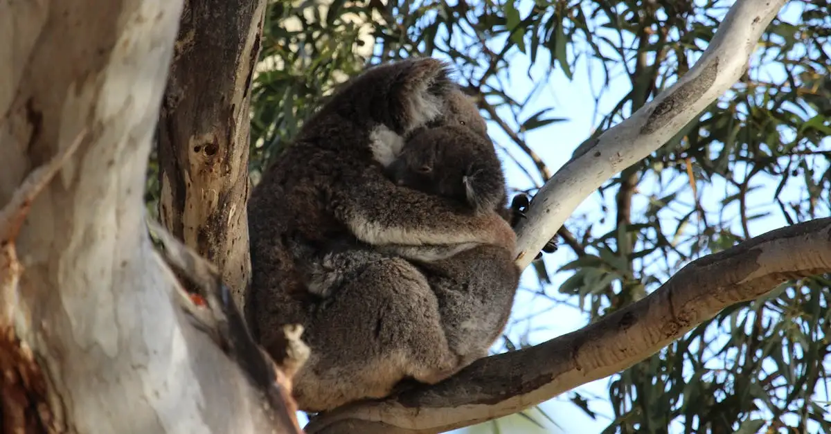 Come Vivono i Koala nel Loro Habitat Naturale?