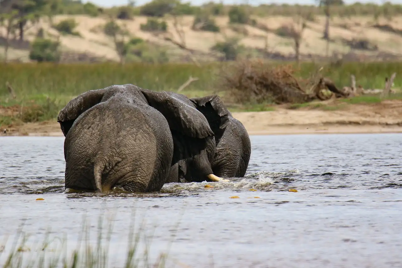 Cosa rende speciale la delta dell'Okavango in Botswana?