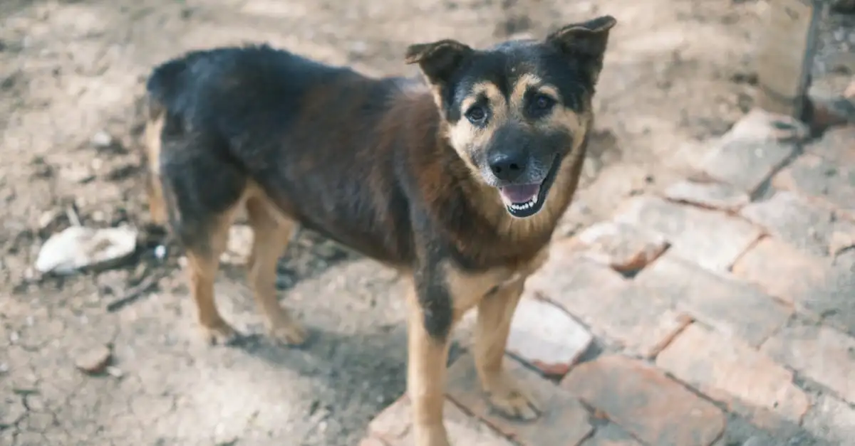 Cosa significa il scodinzolare del cane?