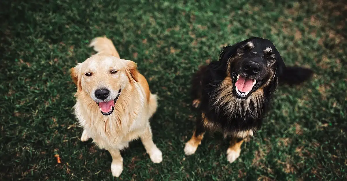 Cosa significa il scodinzolare del cane?