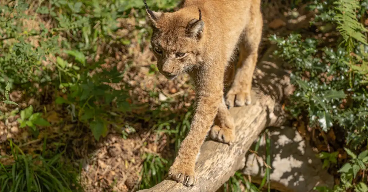 Cosa svela il DNA sull'evoluzione dei gatti?