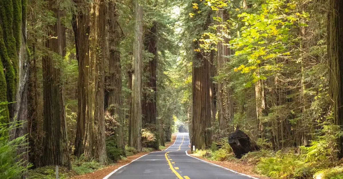 Dove visitare le famose foreste di Sequoie negli USA?