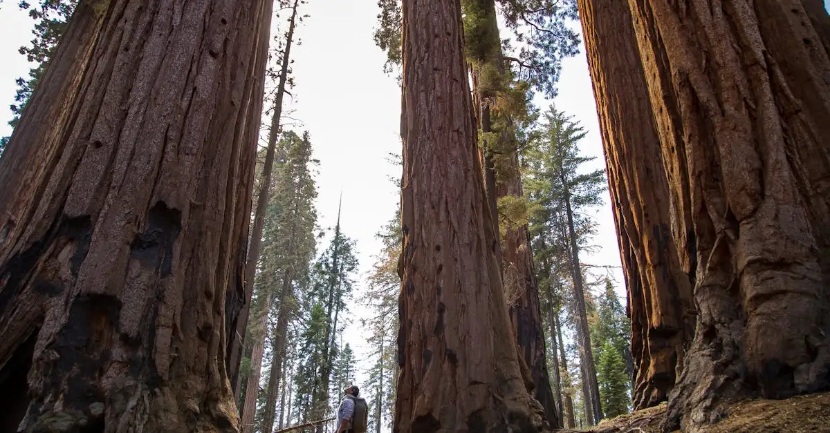 Dove visitare le famose foreste di Sequoie negli USA?