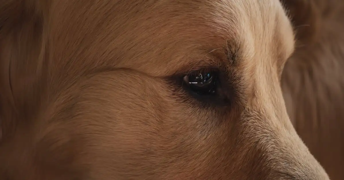 I cani vedono i colori? Scopri la verità qui!