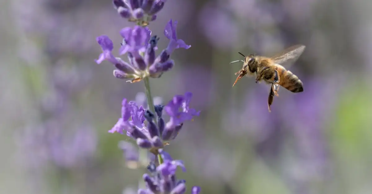 La lavanda riduce l'ansia? Scopri i suoi effetti!