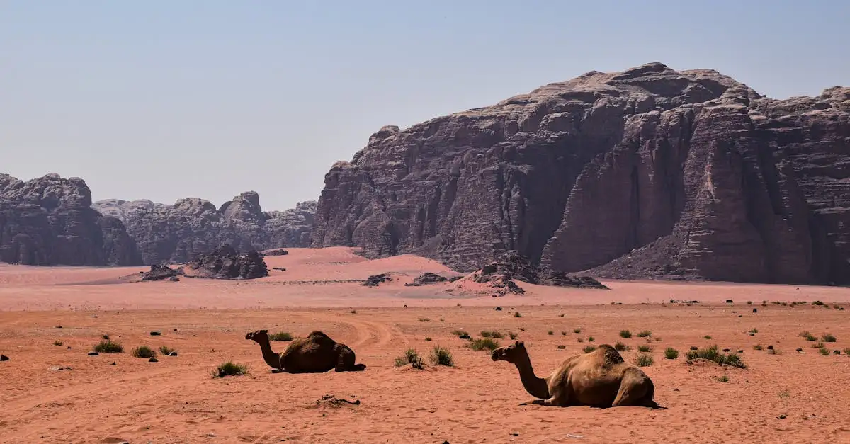 Le carovane: quanto sono importanti nel trasporto nel deserto?