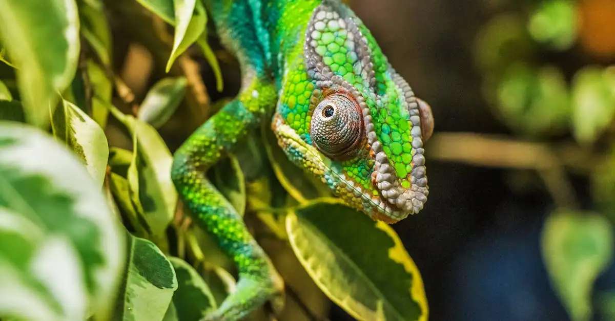 Perché i camaleonti cambiano colore? Scoprilo ora!