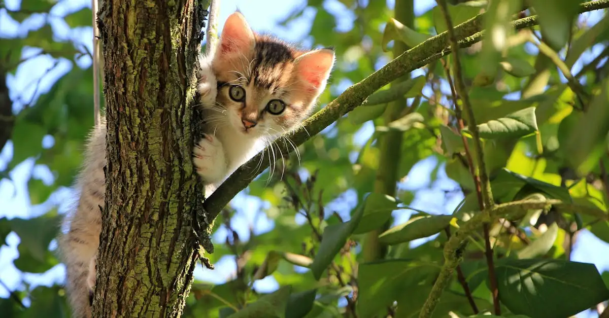 Perché i gatti sono dei maestri nell'arrampicata?