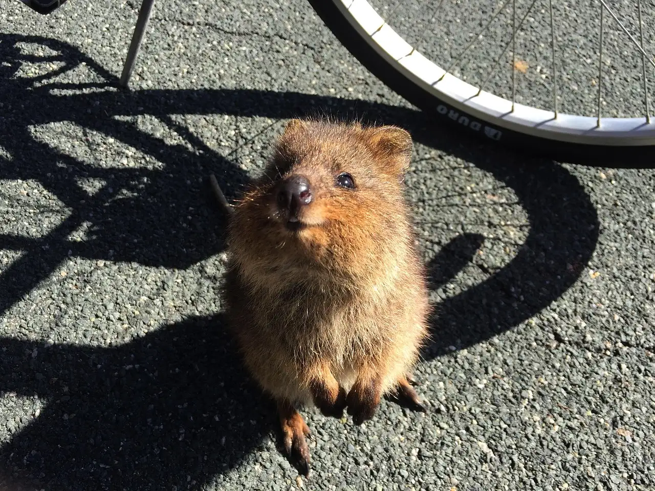 Perché i quokka sono l'orgoglio dell'Isola Rottnest?
