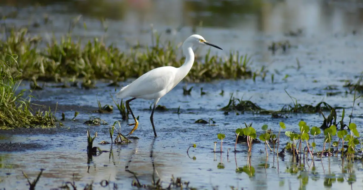 Perché il Lago Okeechobee è cruciale per l'acqua in Florida?