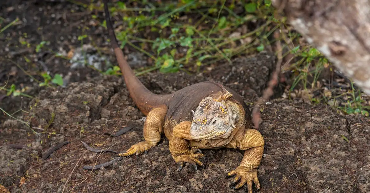 Perché le Isole Galápagos sono così uniche in Ecuador?