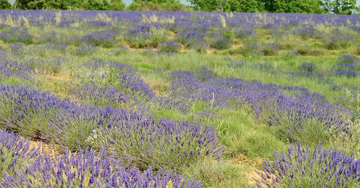 Qual è il Parco del Luberon famoso per i campi di lavanda?