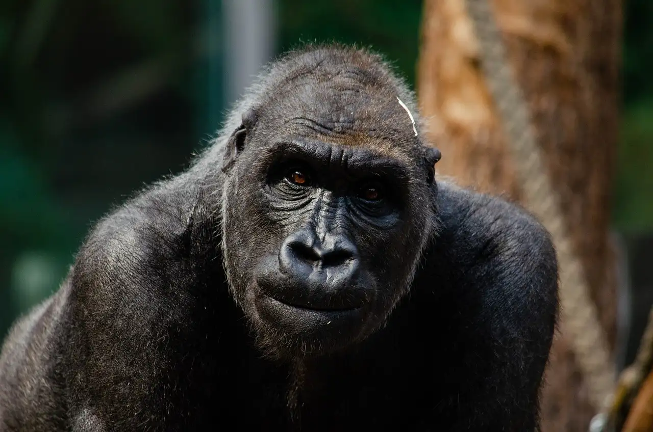 Qual è la catena montuosa in Africa dei gorilla?
