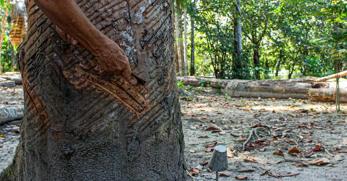Qual è stato il ruolo dell'Amazzonia nel commercio della gomma?