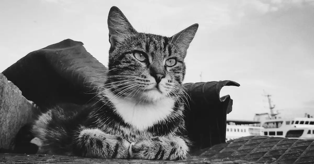 Qual era il ruolo dei gatti sulle navi medievali?