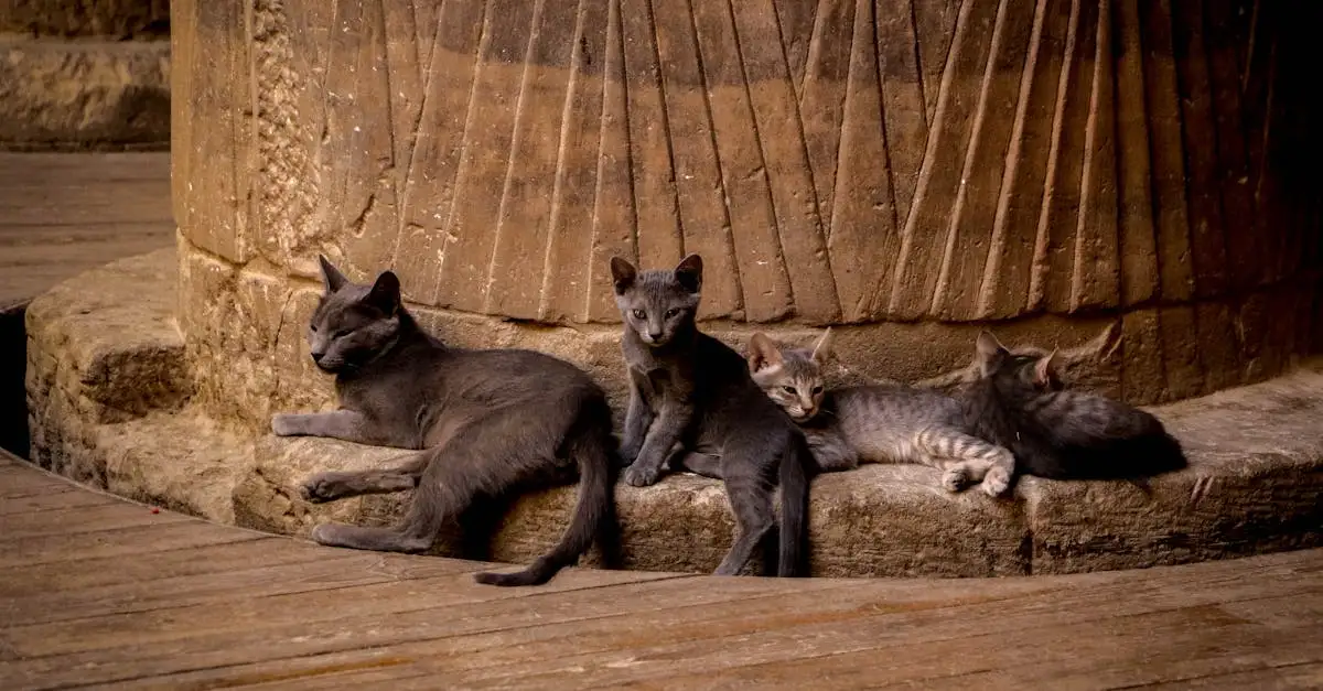 Quale ruolo avevano i gatti nell'antico Egitto?