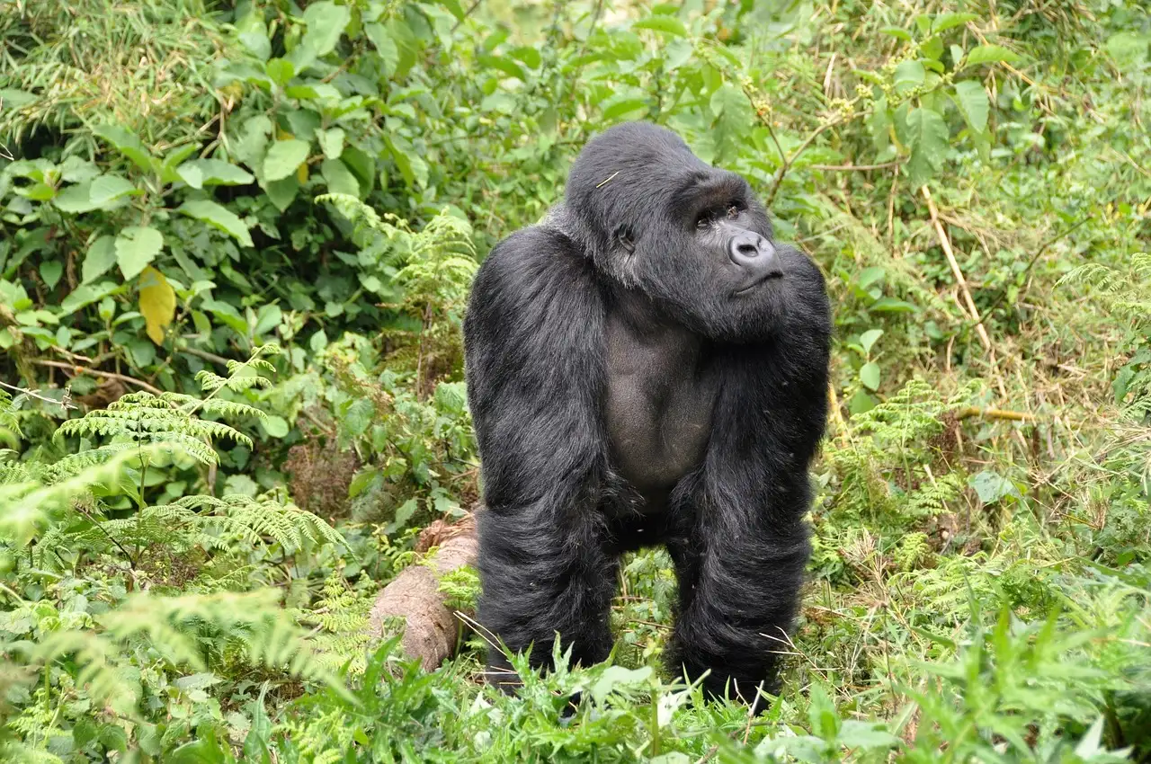 Quali sono i punti salienti da visitare a Kigali, Rwanda?