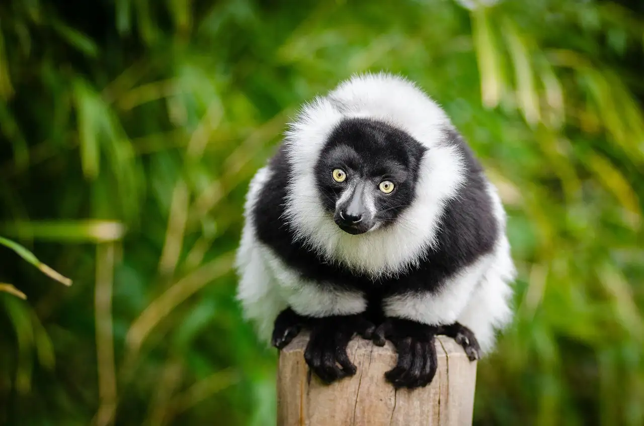 Quali sono le 3 attrazioni imperdibili in Madagascar?