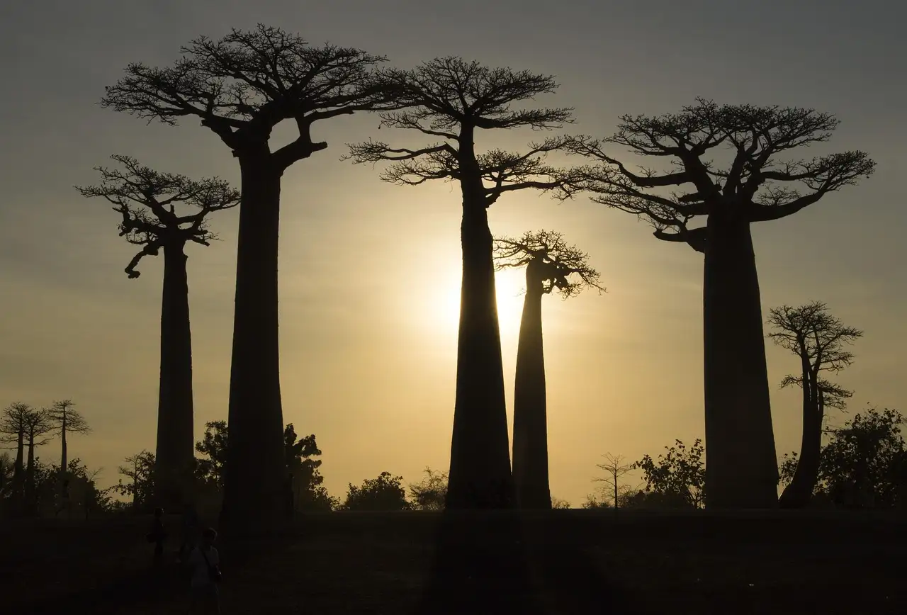 Quali sono le 3 attrazioni imperdibili in Madagascar?