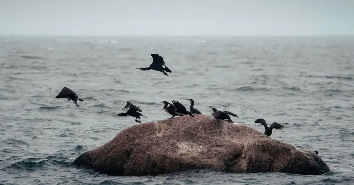 Quali sono le caratteristiche degli uccelli subacquei?