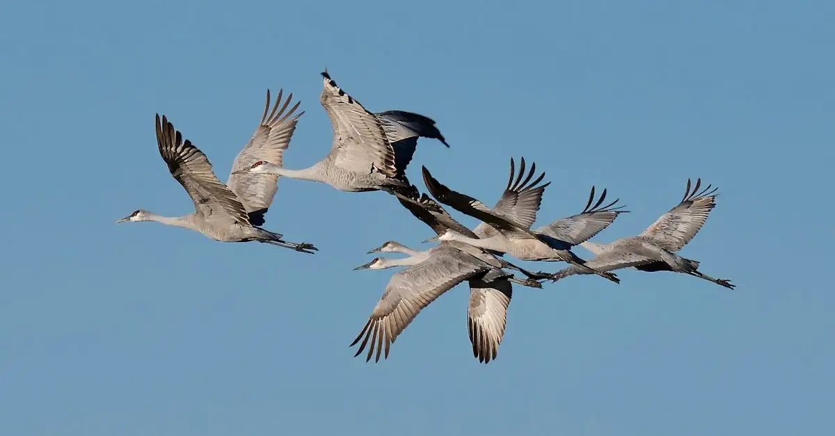Quali uccelli creano arene di corteggiamento come i prigionieri?