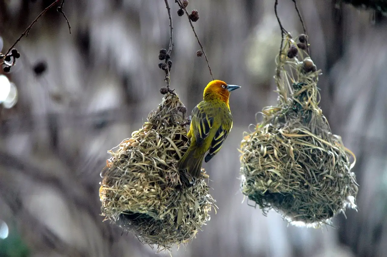 Come costruiscono gli uccelli i loro nidi? Scoprilo!