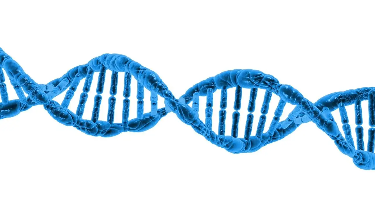 Come le analisi del DNA svelano i segreti dei Neanderthal?