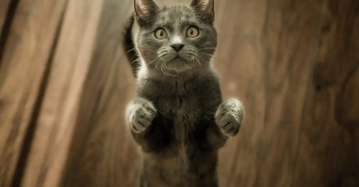 Come reagiscono i gatti agli altri animali domestici?