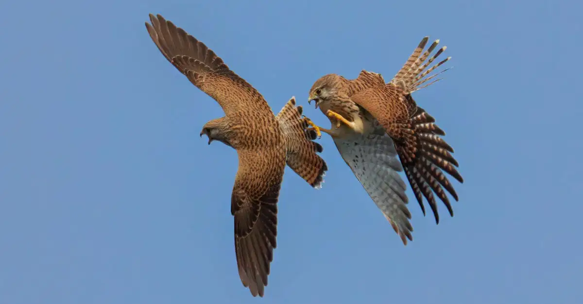 Come sfrutta l'uomo falchi e aquile nella falconeria?