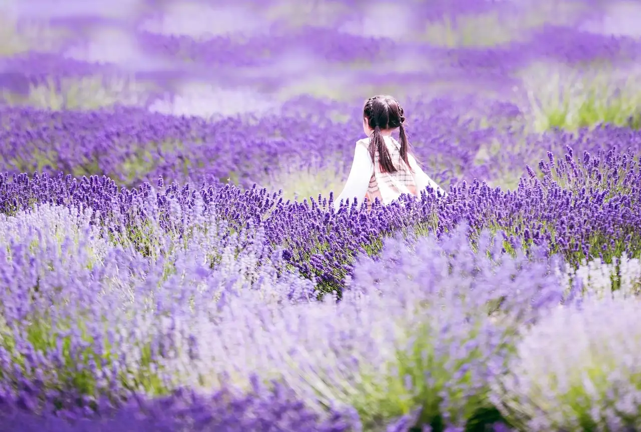 Come usare la lavanda per tenere lontane le mosche?