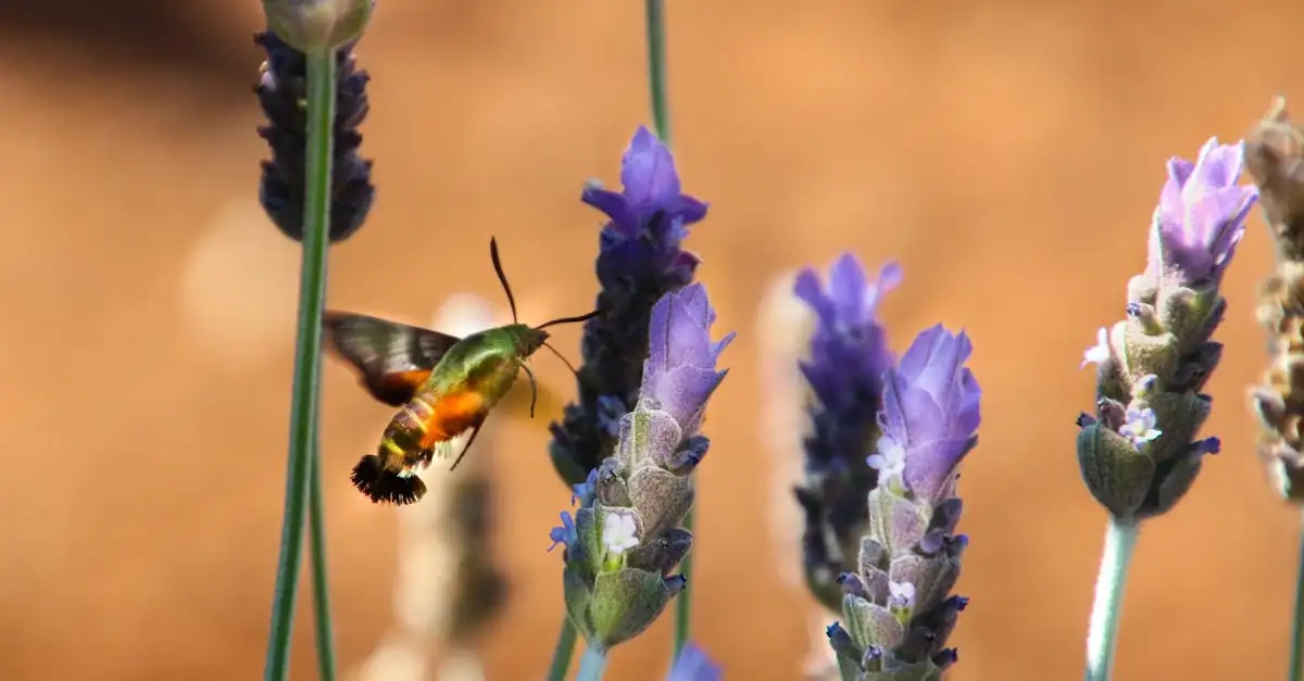 Come usare la lavanda per tenere lontane le mosche?