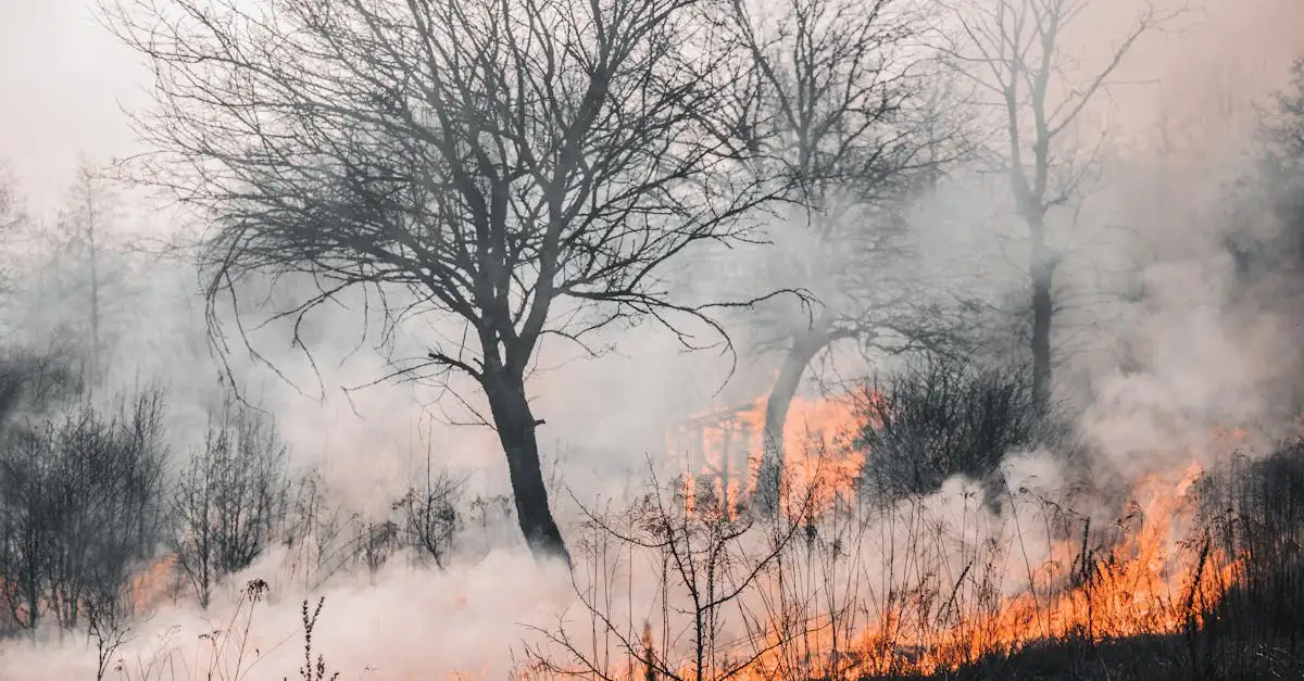 Cosa ha scatenato l'ondata di calore in Europa nel 2003?