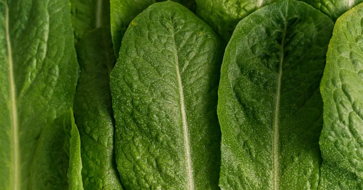 Cosa includeva la dieta quotidiana dei Romani?