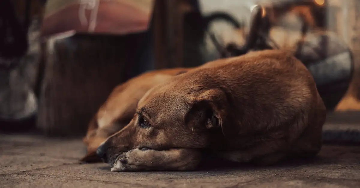 Cosa rappresentavano i cani nell'antico Egitto?