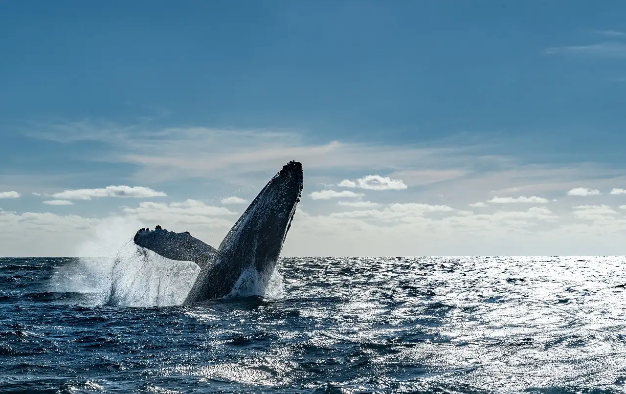 Cosa rappresentavano le balene per le tribù costiere?
