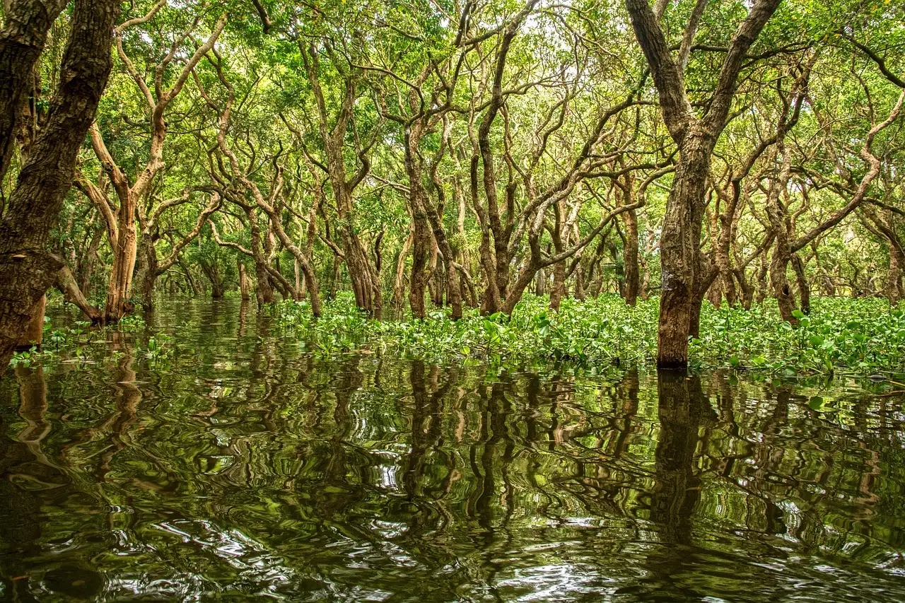Dove praticare kayak nelle mangrovie di Isla de Ometepe?